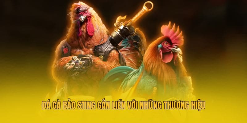 Đá gà Bảo Sting gắn liền với những thương hiệu