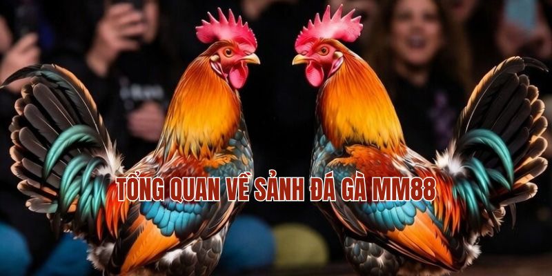 Tổng quan về sảnh đá gà MM88